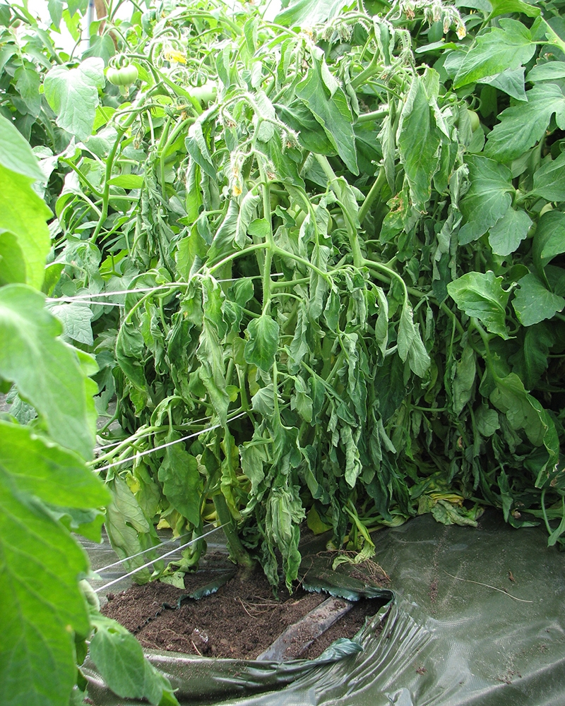 фото растения томата фузариозная корневая гниль