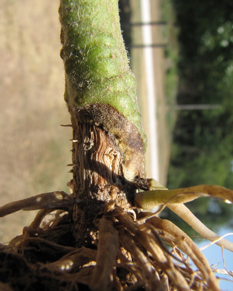 фото стебля фузариозная корневая гниль