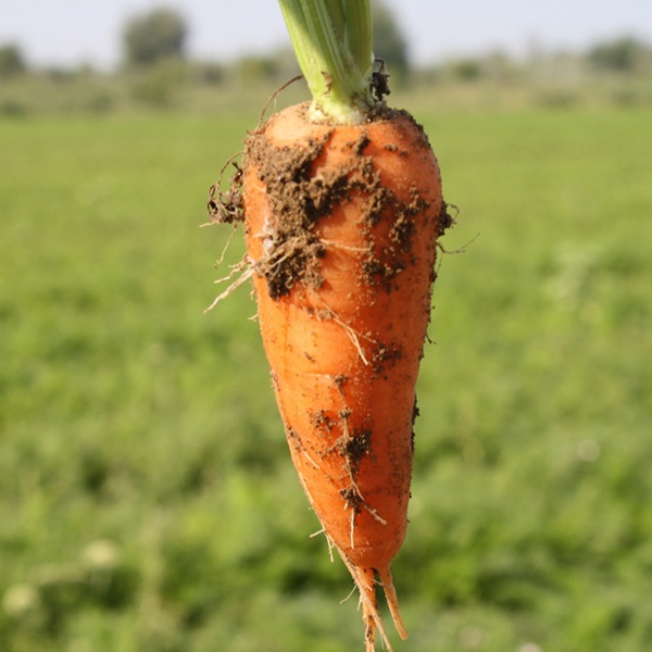 морковь ред кор