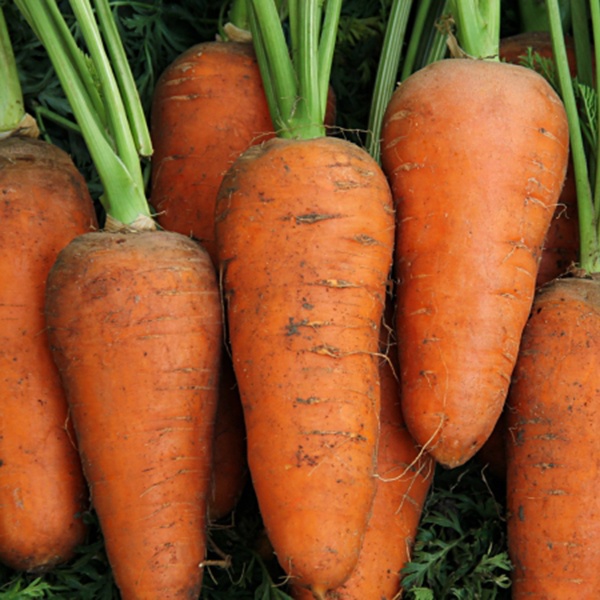 морковь арго