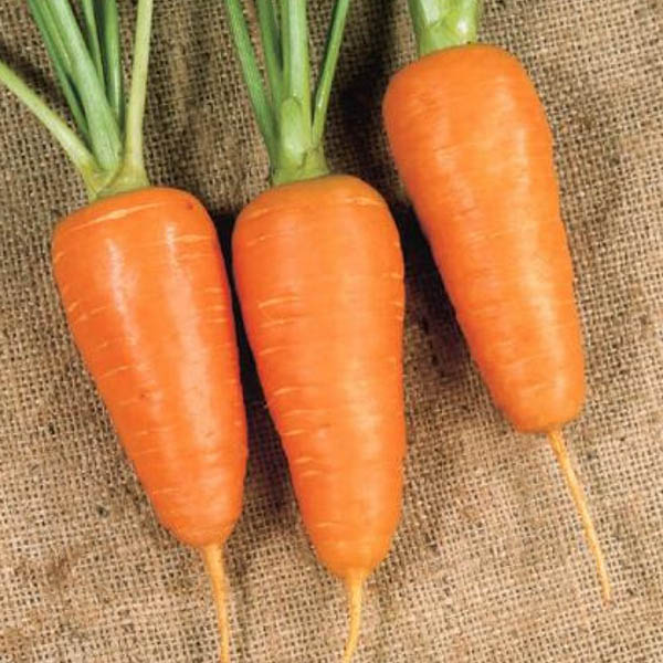 морковь болтекс