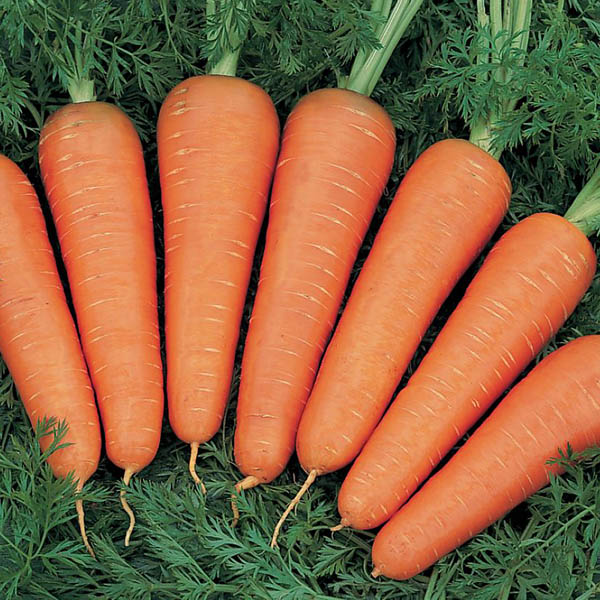 морковь канада