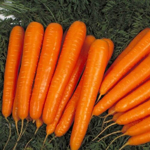 морковь лагуна