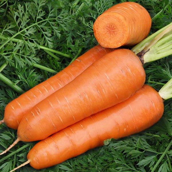морковь сортовая шантане