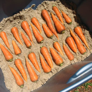 как хранить морковь в песке