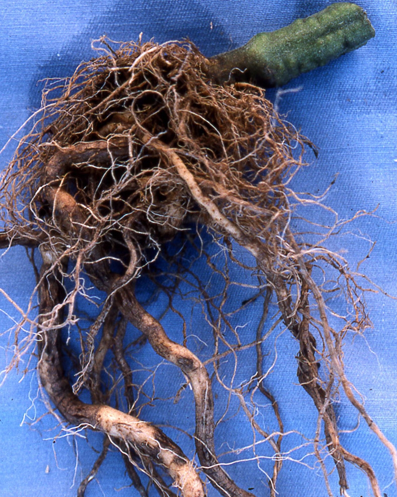 фотография опробковение корней томата