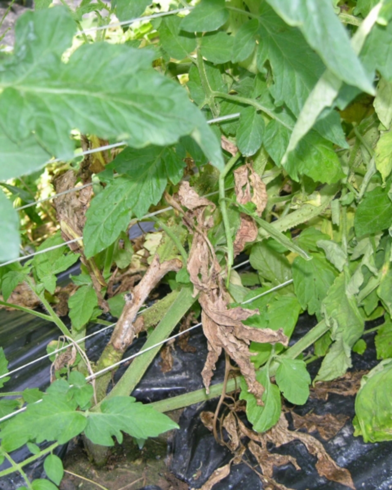 фото опробковение корней томата