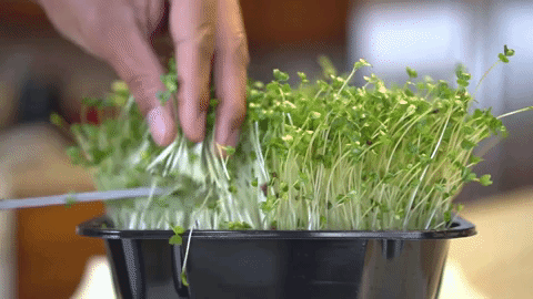 анимация сбор урожая микрозелени