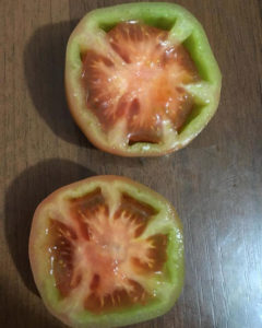 фотография пустотелость плодов томата