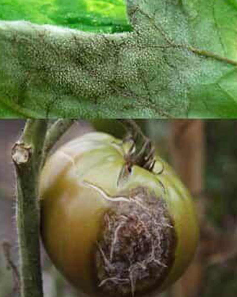 фото плода и листа белая пятнистость томата