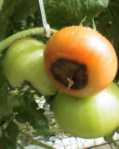 фото вершинная гниль томата