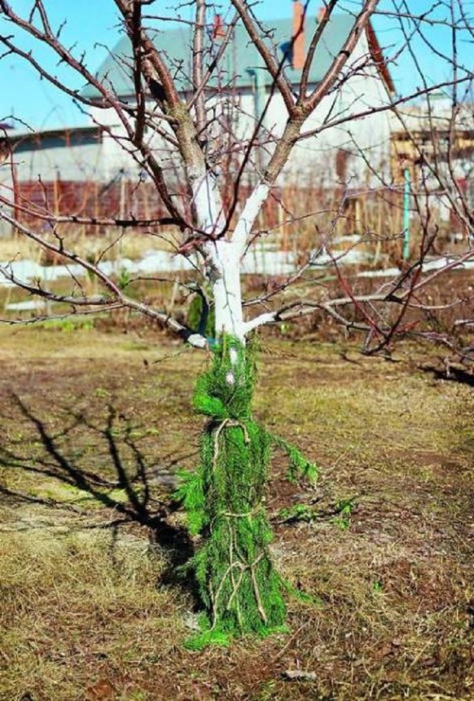изображение защита деревьев от грызунов лапником
