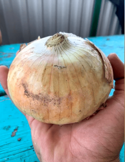 озимі луки сорти