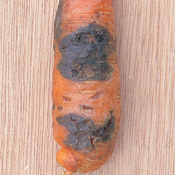 изображение альтернариоз или черная гниль моркови