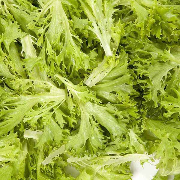 фото салат фриллис экзакт