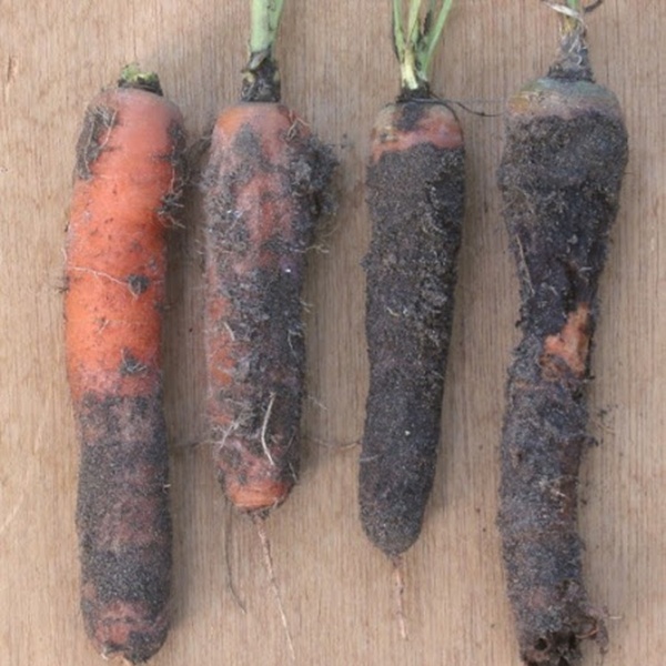 фотография фомоз моркови