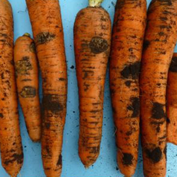 фотография фузариозная гниль моркови болезнь