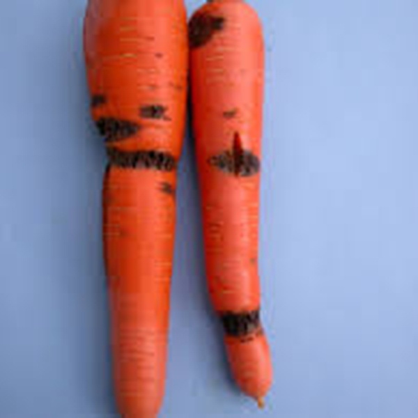 фото фузариозная гниль моркови болезнь