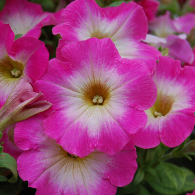 фото петуния мультифлора мираж ф1 розовая