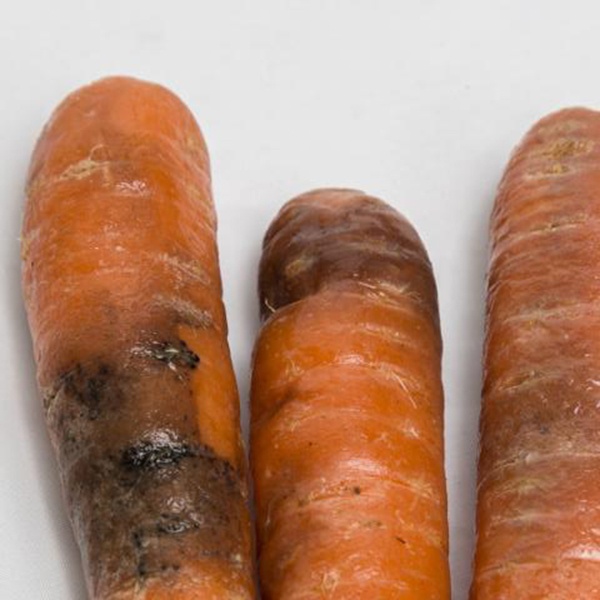картинка мягкая бактериальная гниль моркови