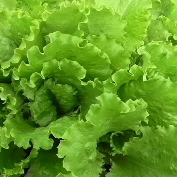 фото салат батавия одесский кучерявец