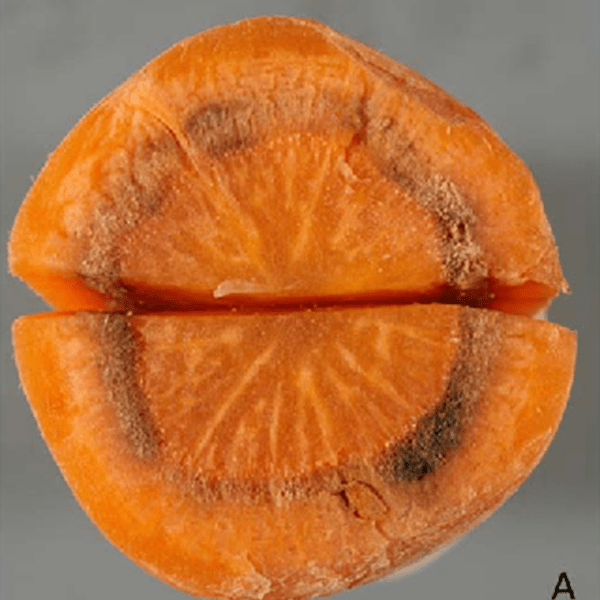 фото пестрая карликовость моркови