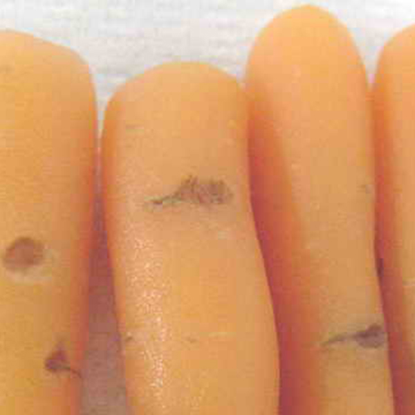 фотография питиозная гниль корня моркови 