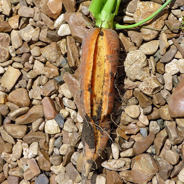 фотография растрескивание моркови