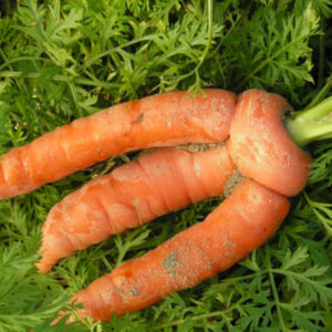 фото раздвоение и искривление корнеплода моркови