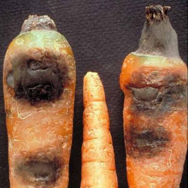 фото ризоктониоз или войлочная болезнь моркови