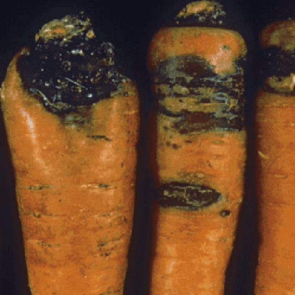 изображение ризоктониоз или войлочная болезнь моркови