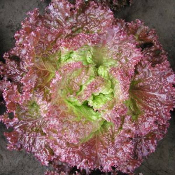 фото салат батавия росет