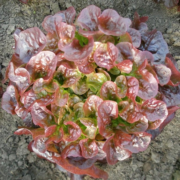 фото салат дуболистный руксай