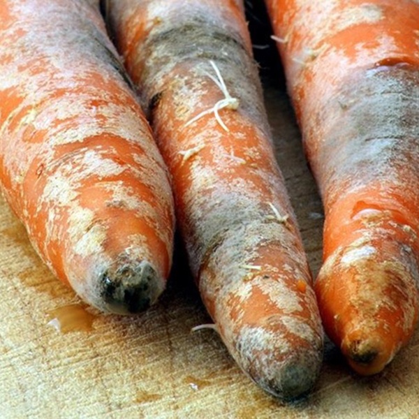 изображение серая гниль на моркови