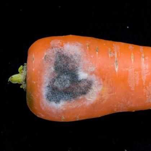 фотография серая гниль на моркови