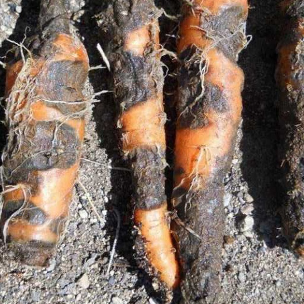 фото серая гниль на моркови