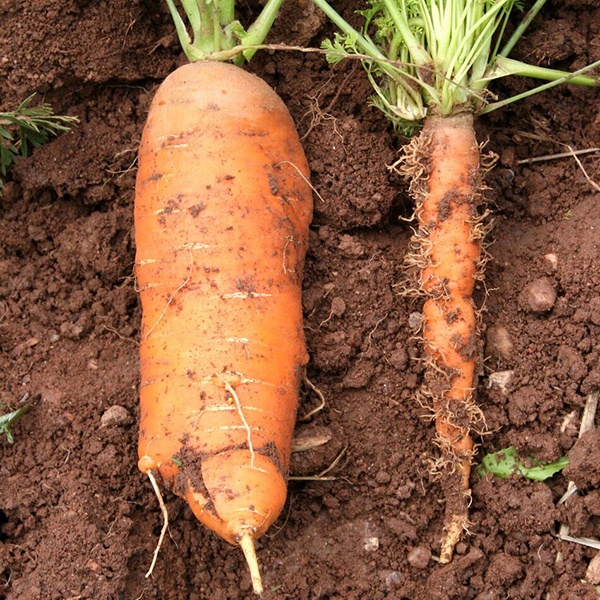 фото желтухи моркови