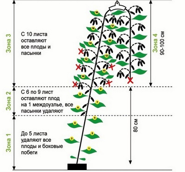 изображение схема формирования огурца в один стебель