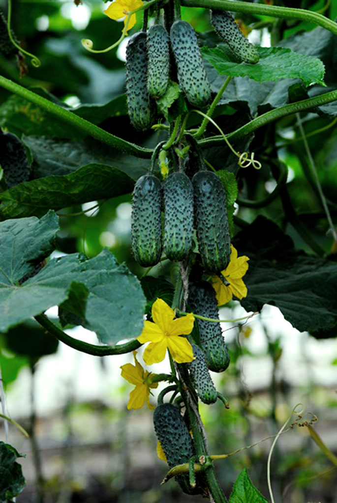 фото огурец букетный в теплице