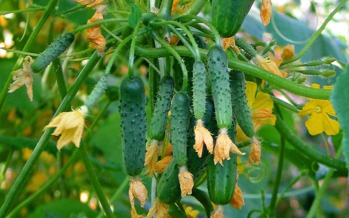 фото огурцы букетного типа цветения
