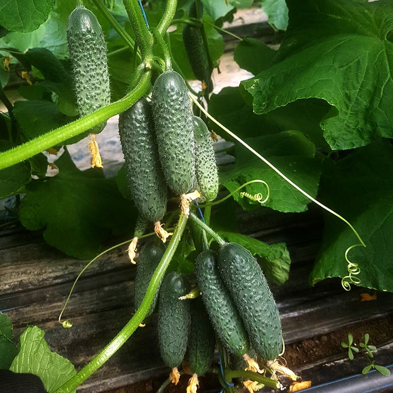 фото огурцы пучвовые