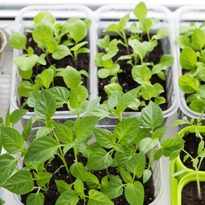 вирощування шпинату на підвіконні в пластиковому контейнері