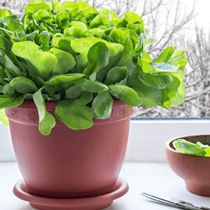 вирощування шпинату з насіння на підвіконні