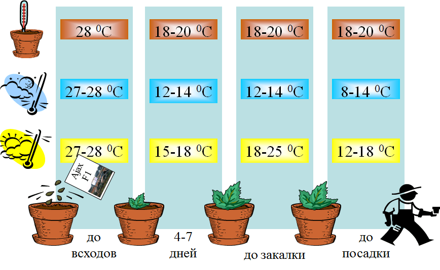 изображение температурный режим при выращивании огурца