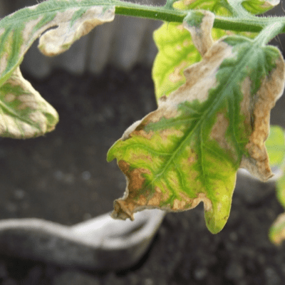 рассада томатов желтеет