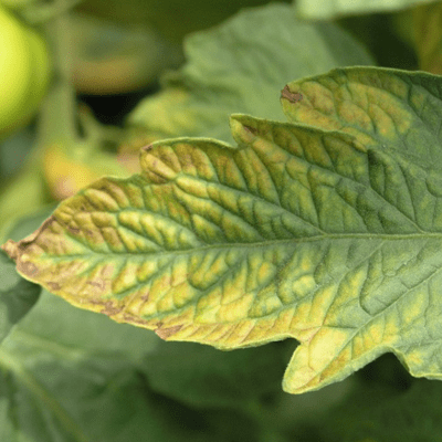 что делать если пятна на рассаде томатов