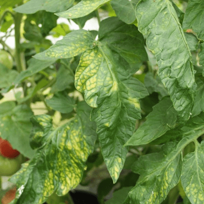 плохо растет и болеет рассада