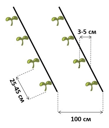 картинка однострочная схема посадки огурца