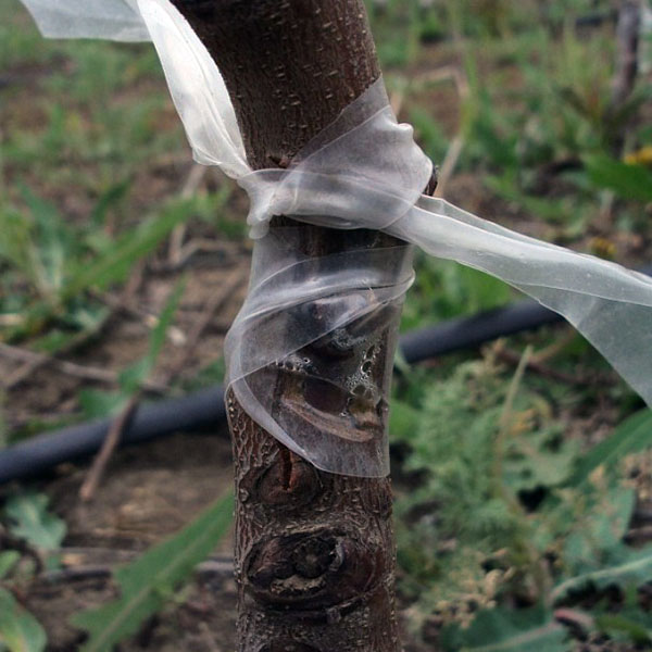 фото окулировка в обратный зарез