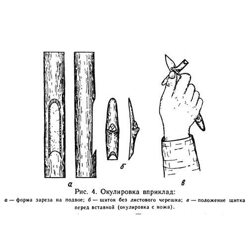 картинка окулировка вприклад